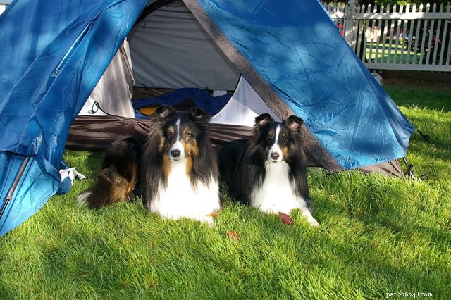 o guia não convencional para acampar com cães