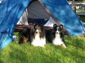 개와 함께 하는 캠핑에 대한 색다른 가이드