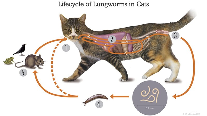 猫の肺虫-兆候、治療、予防