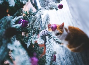 kočky a vánoční stromky – recept na katastrofu