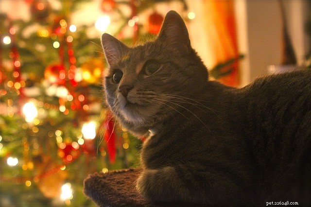 kočky a vánoční stromky – recept na katastrofu