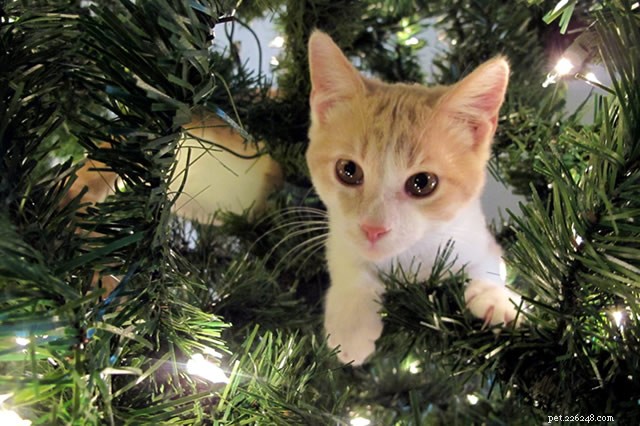 katter och julgranar - ett recept på katastrof