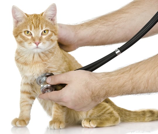 5 základních tipů pro výchovu zdravých koťat