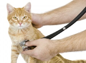5 conseils essentiels pour élever des chatons en bonne santé