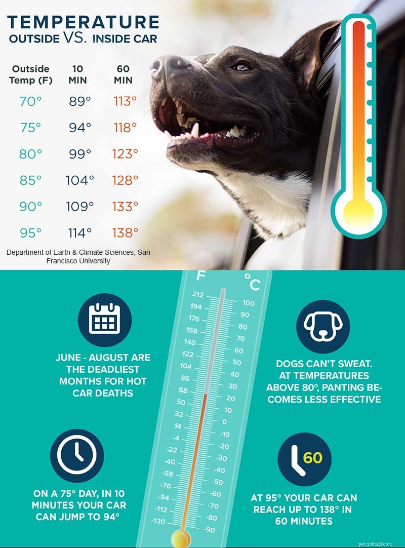 Uw huisdieren beschermen tegen zomerhitte