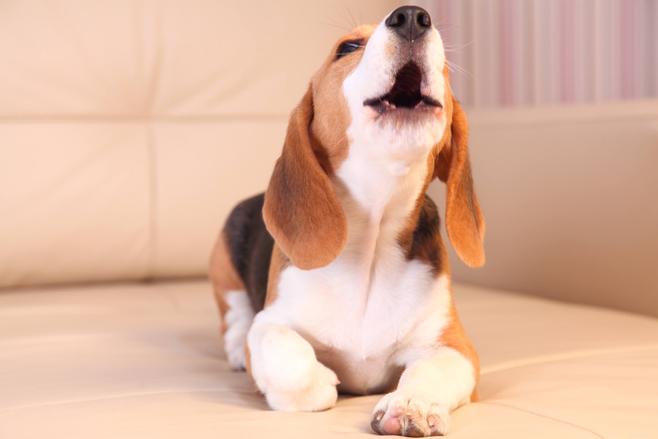 O que significam diferentes ruídos de cães?