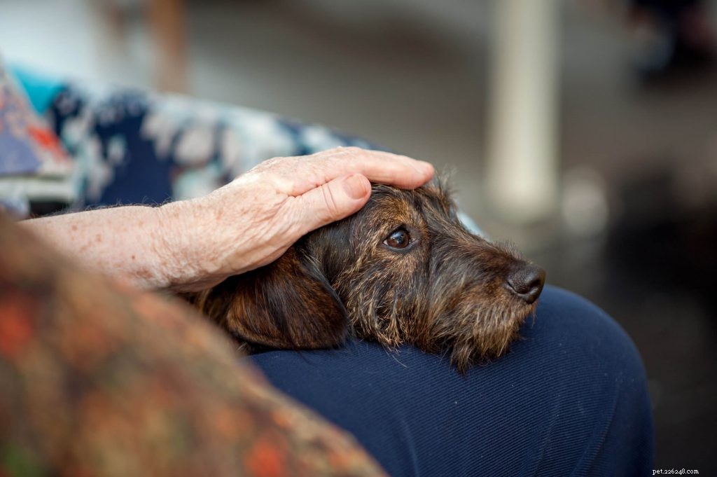 Как владение собакой может улучшить здоровье и благополучие