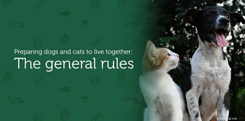Podivní spolubydlící:jak mohou vaše štěně a kotě žít spolu v harmonii