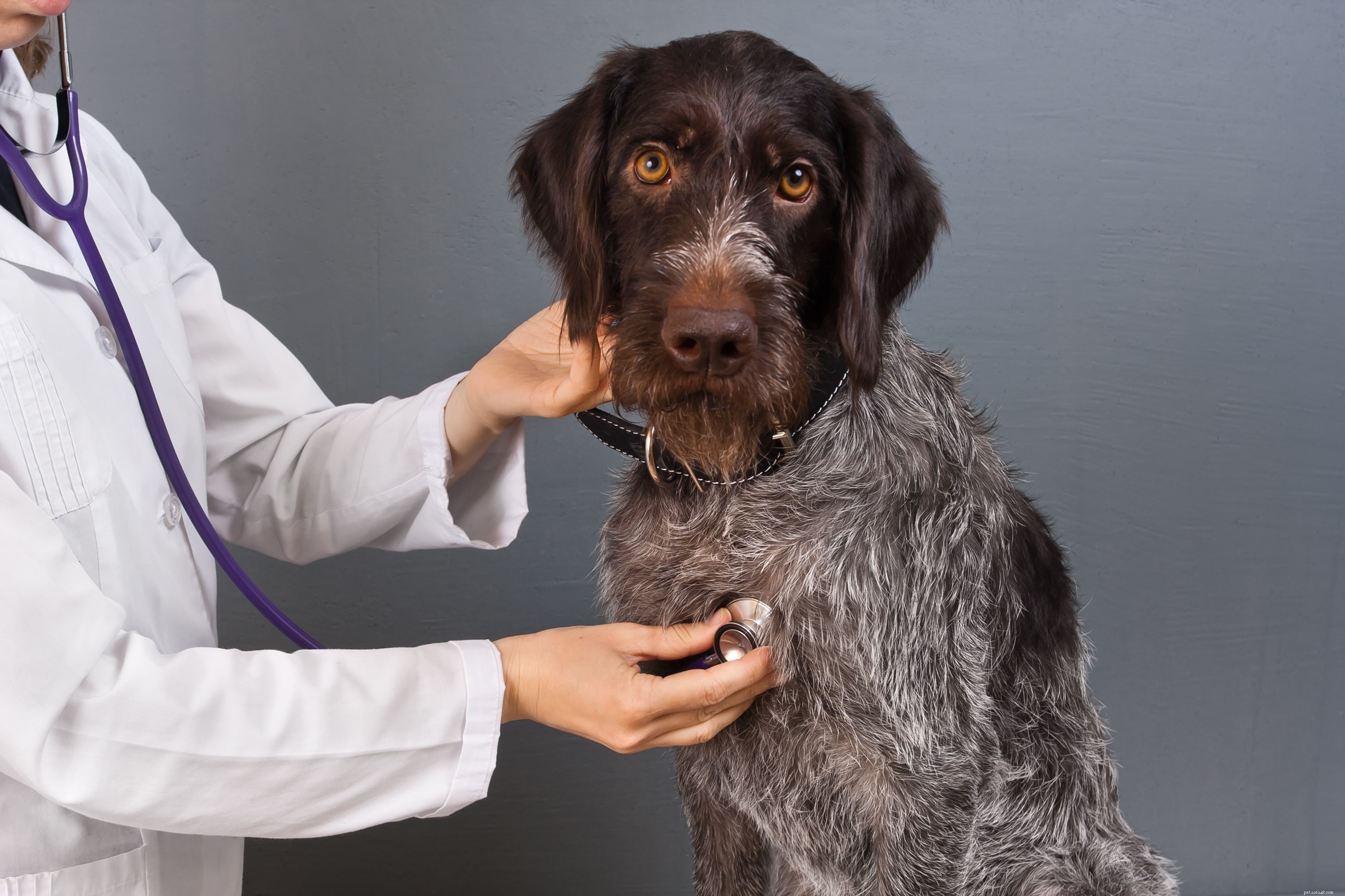あなたの犬のための獣医を見つける 