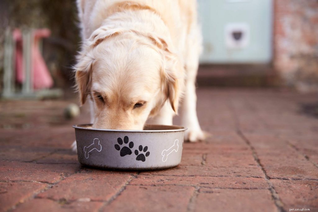 Wat te doen als uw hond niet eet