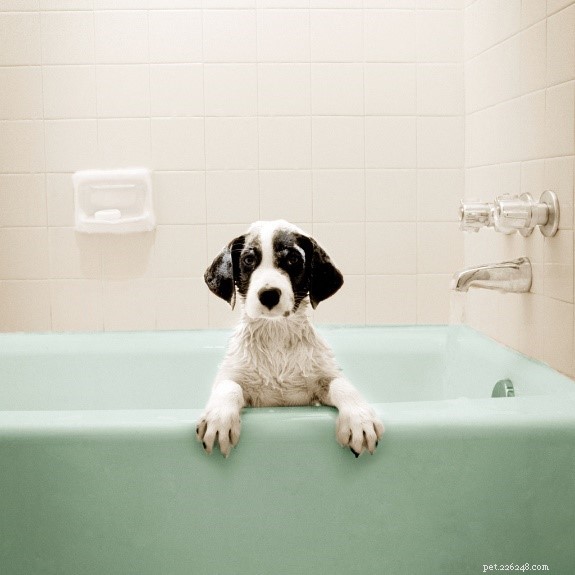 Hoe en wanneer je je hond moet wassen