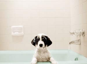 いつどのように犬を入浴させるか 