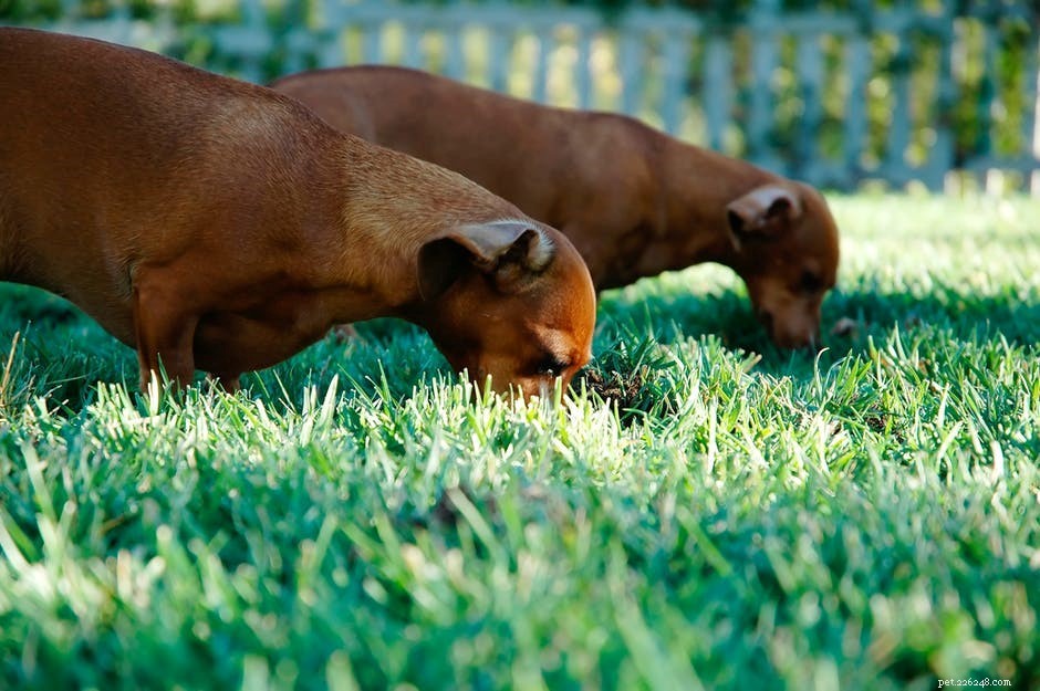 Por que meu cachorro está comendo grama?
