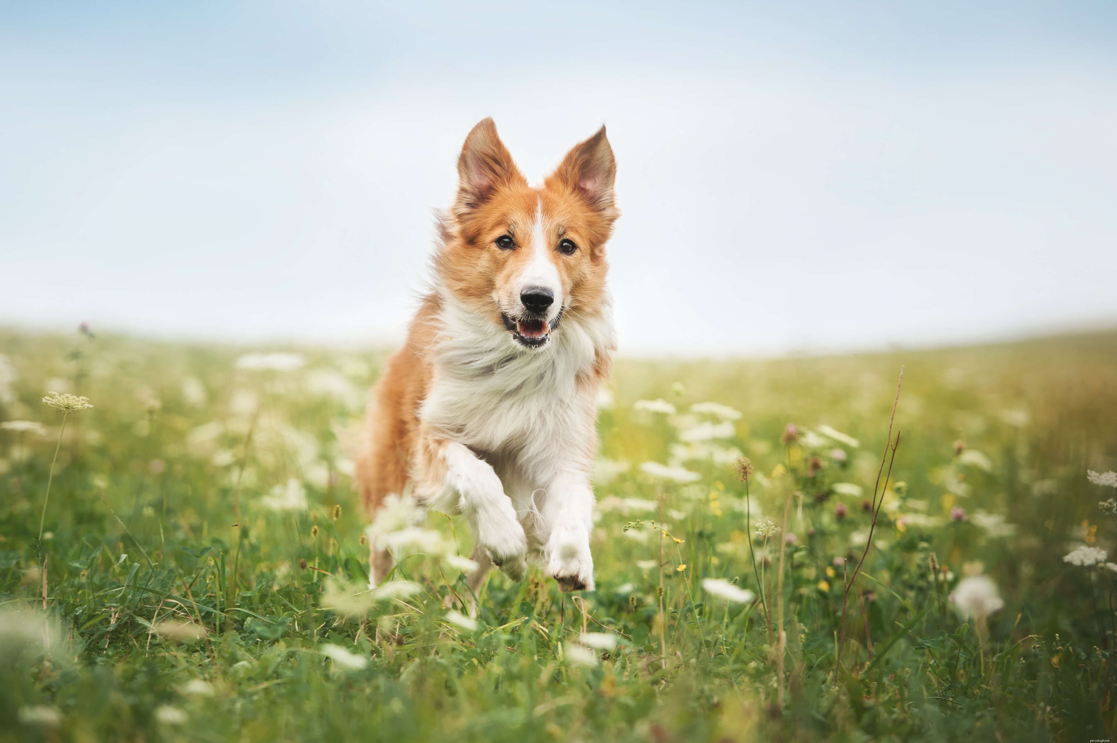 Ração natural para cães para estômagos sensíveis