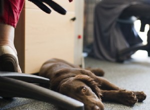 Os benefícios dos cães de escritório