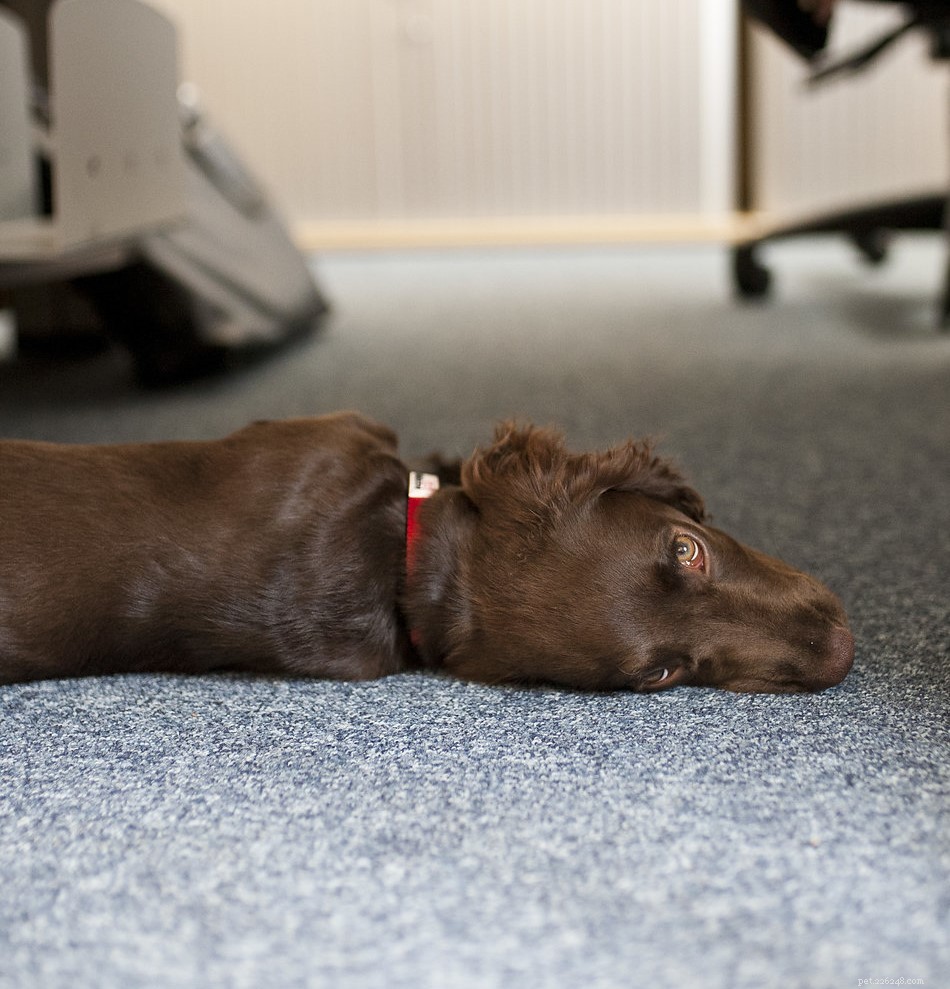 I vantaggi dei cani da ufficio
