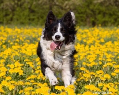 Основные советы по обучению собак аджилити