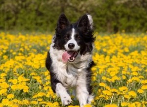 Hlavní tipy pro trénink agility psů