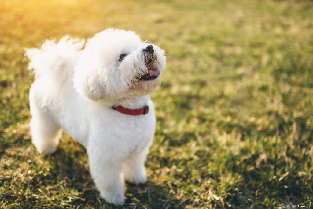 Melhores raças de cães para quem sofre de alergias