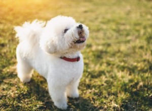 Meilleures races de chiens pour les personnes allergiques 