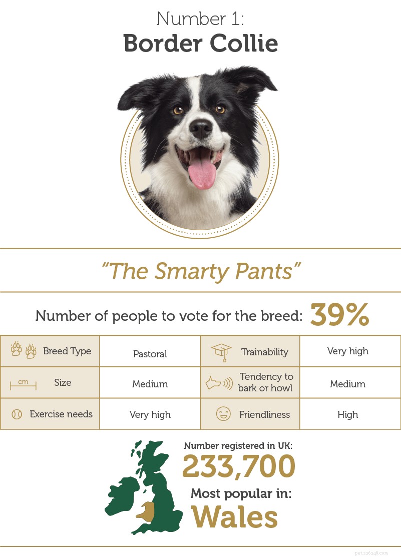 Na bola:as raças de cães mais inteligentes do Reino Unido