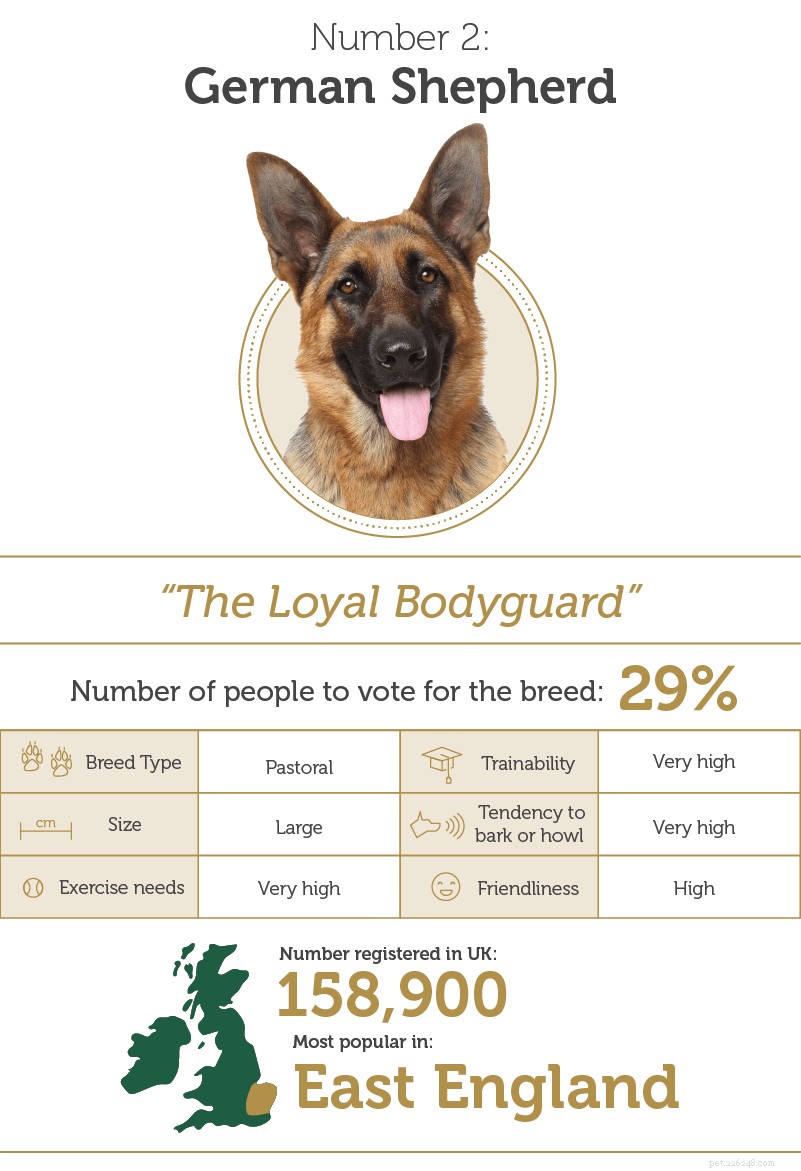 オンザボール：英国で最も賢い犬種 