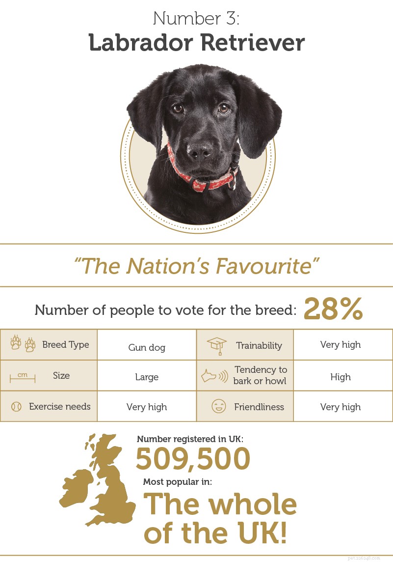 オンザボール：英国で最も賢い犬種 