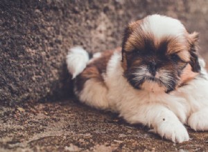 Populära små hundraser och leksakshundraser i Storbritannien 