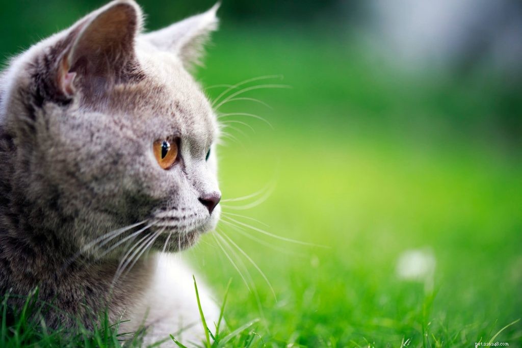 Feline Happy:Förstå kattens kroppsspråk och beteende