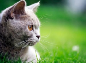 Feline Happy:Entendendo a linguagem corporal e o comportamento do gato