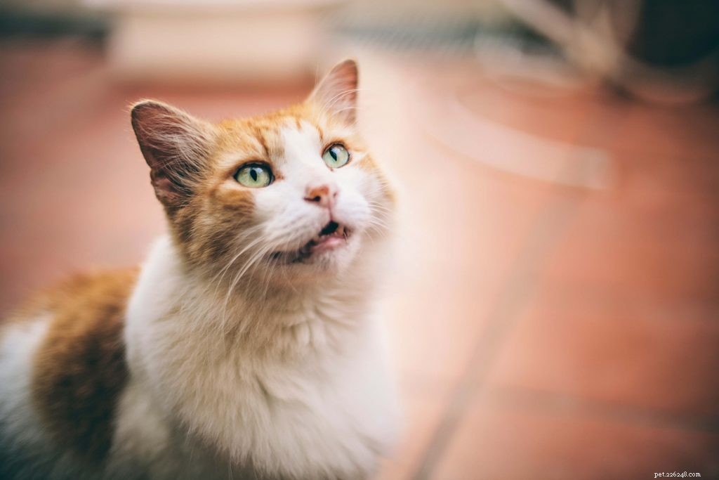 행복한 고양이:고양이의 신체 언어 및 행동 이해