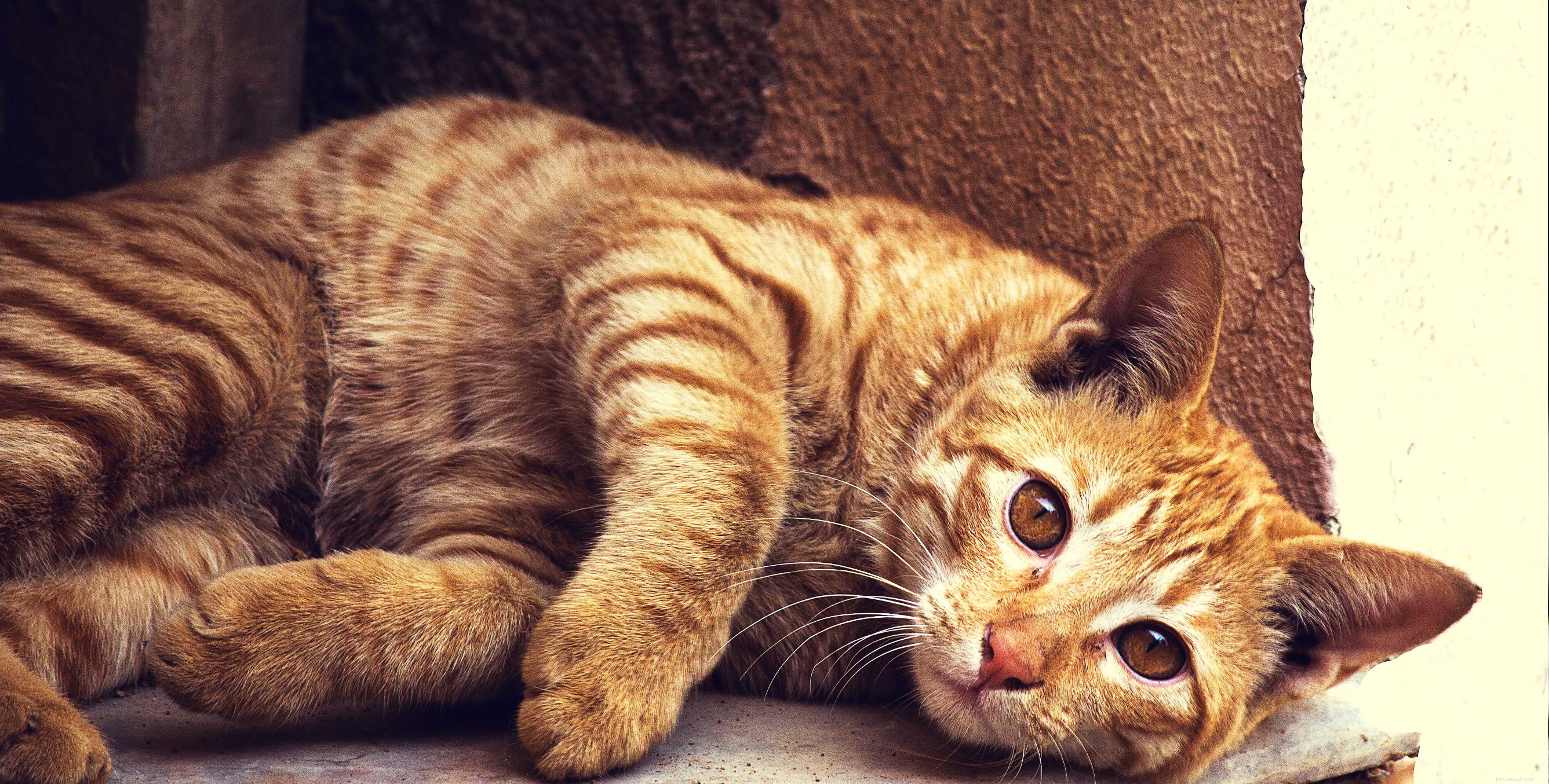 Leer hoe je je kat kunt kattenbak trainen