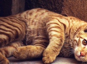 Leer hoe je je kat kunt kattenbak trainen