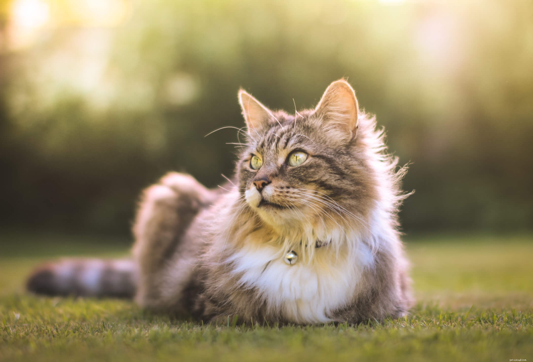 Calendrier de vaccination des chats - Tout ce que vous devez savoir