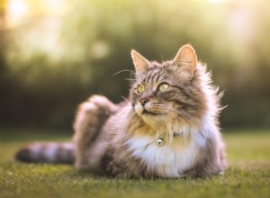 Calendrier de vaccination des chats - Tout ce que vous devez savoir