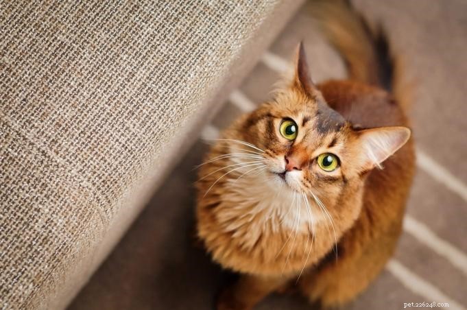 5 běžných alergií na kočky a jak jim předcházet
