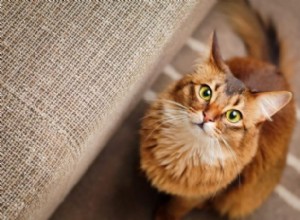 5 распространенных аллергий на кошек и способы их предотвращения