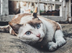 Insuficiência renal em gatos