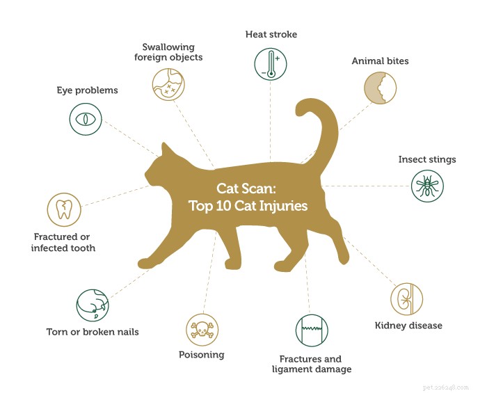 Skenování koček:10 nejčastějších zranění koček