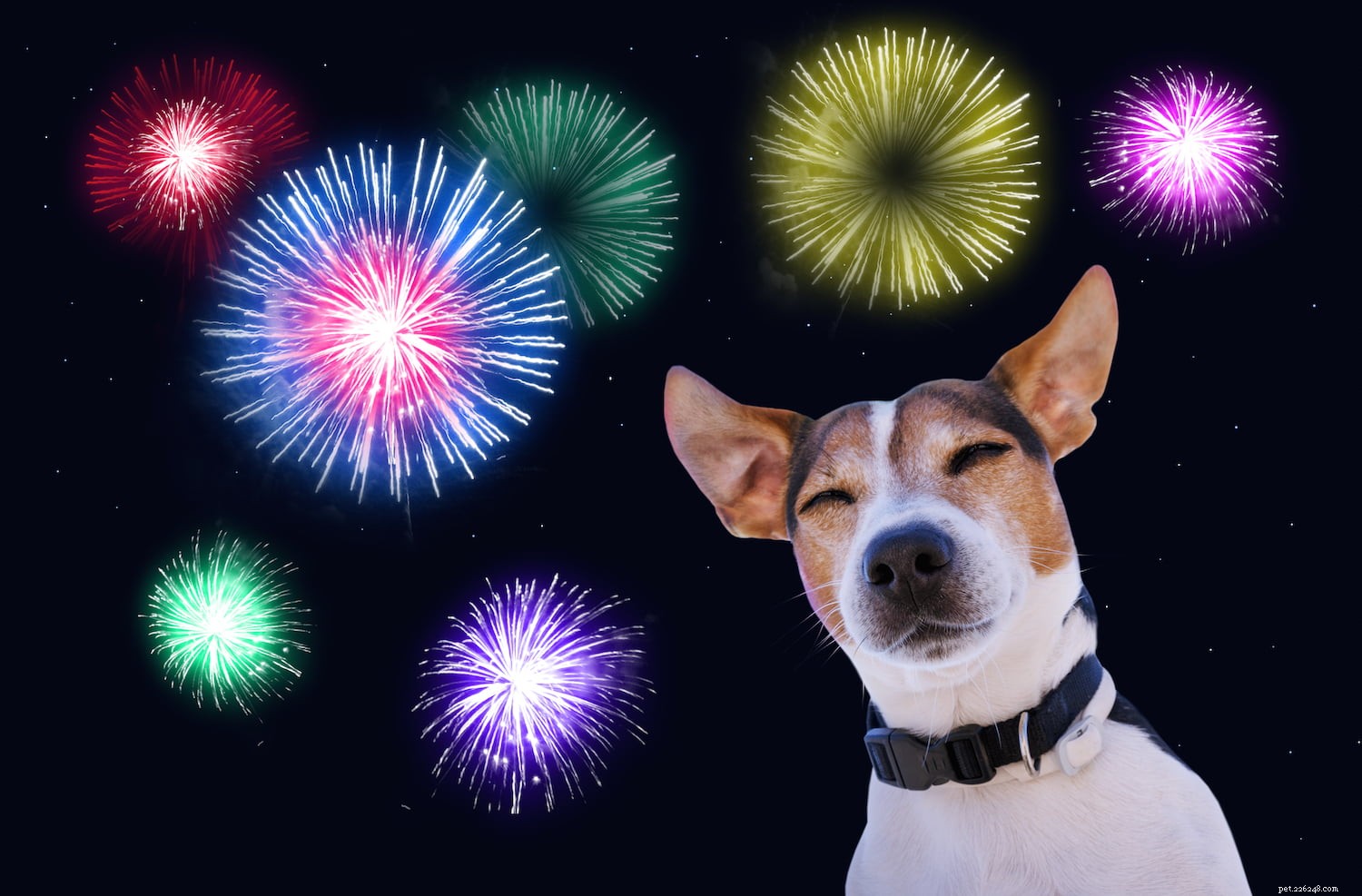 Dieci modi per aiutare cani e gatti a far fronte allo stress dei fuochi d artificio*