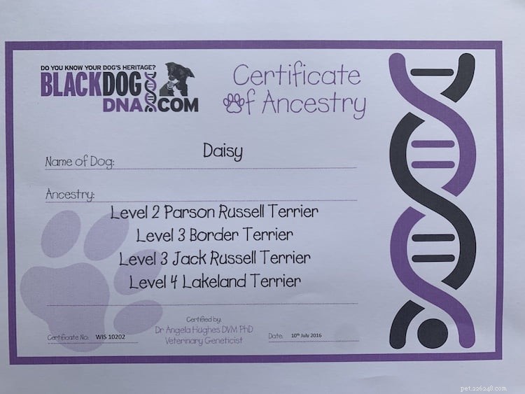 O que acontece quando você faz um teste de DNA para seu cão