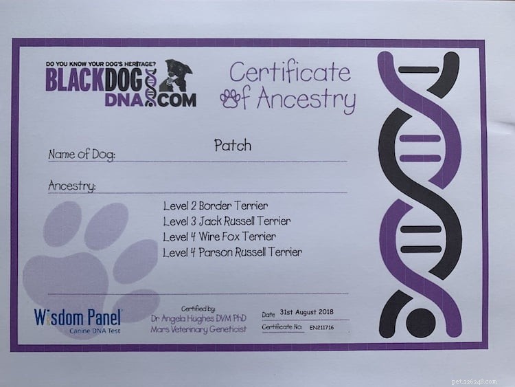 犬のDNA検査をするとどうなりますか 