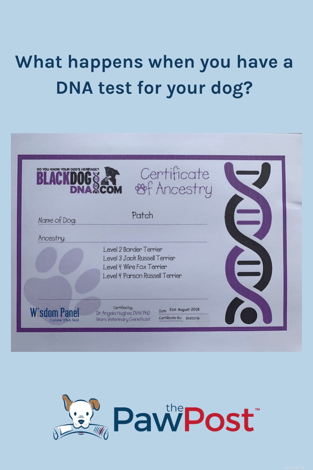 강아지의 DNA 검사를 받으면 어떻게 됩니까
