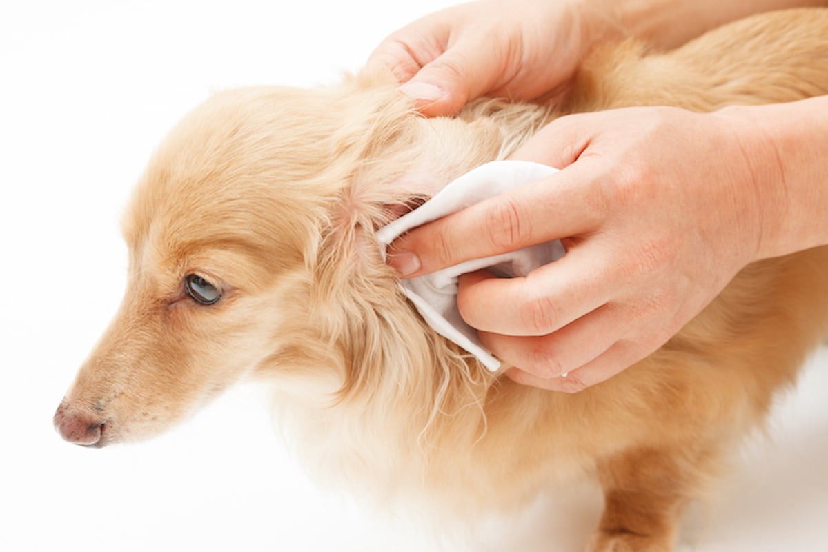 Hur du rengör din hunds öron med Cristina Diaz-Madronero