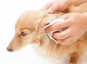 Как чистить уши собаке с помощью Кристины Диас-Мадронеро