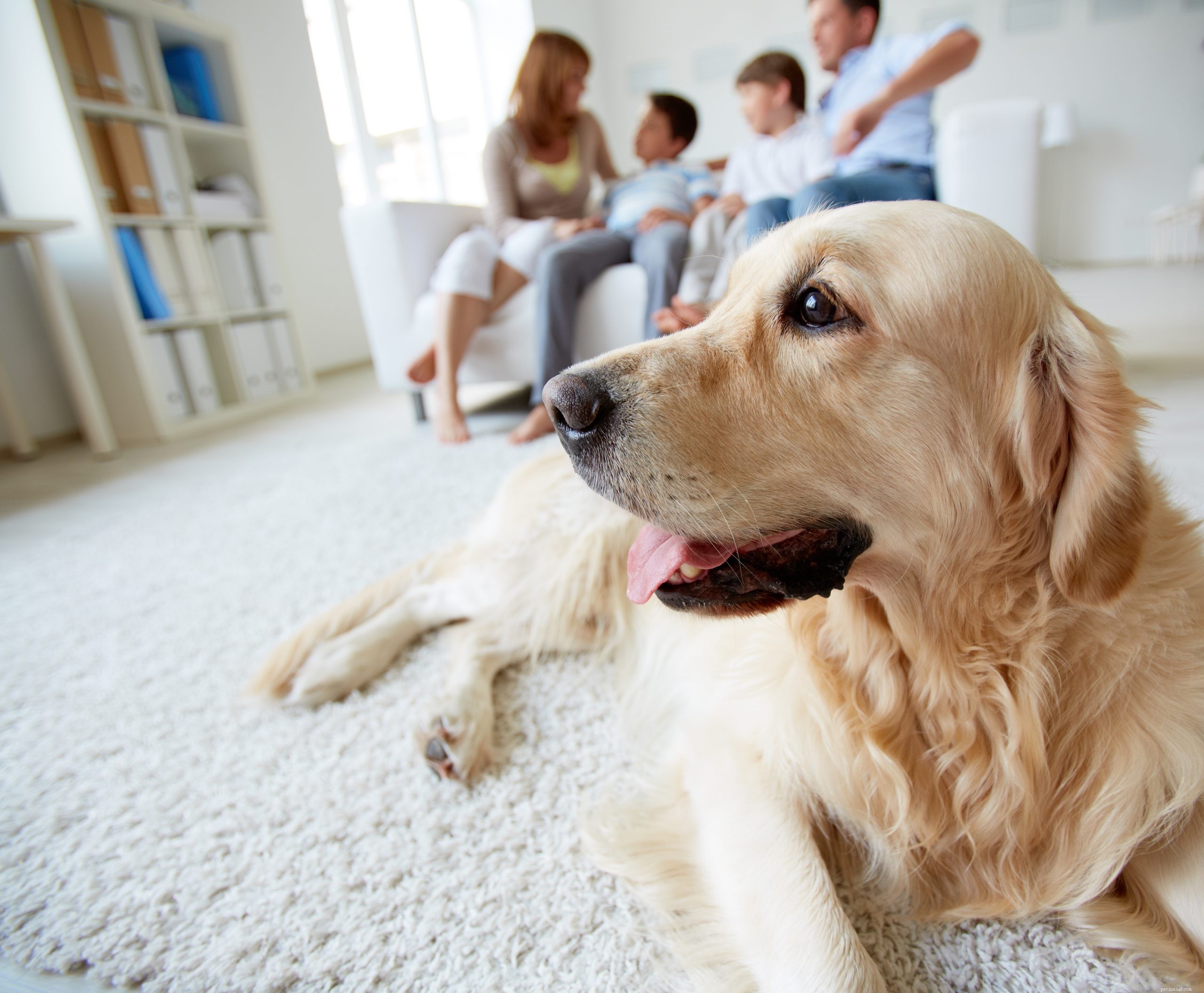 Come mantenere il tuo cane felice e in salute durante il blocco del Coronavirus