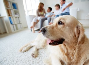 Как сделать вашу собаку счастливой и здоровой во время изоляции от коронавируса