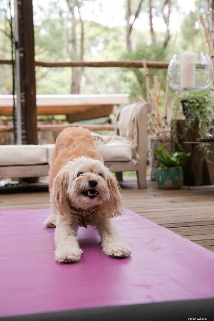 Jak si užít psí jógu nebo dogu s Fionou Rigg