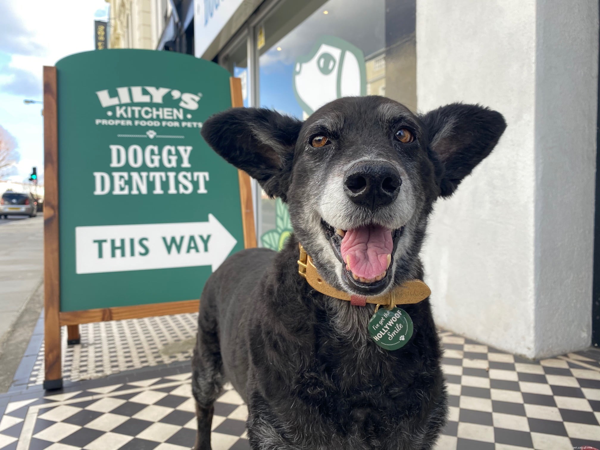 Campanha de sorriso de azevinho da cozinha de Lily para melhorar a saúde bucal de cães