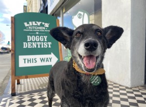 Campanha de sorriso de azevinho da cozinha de Lily para melhorar a saúde bucal de cães